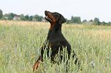 DOBERMANN 219